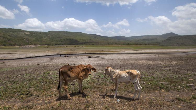Du bétail élevé au réservoir de Las Canoas à 60 km de Managua, au Nicaragua, le 30 juillet 2014 [Diana Ulloa / AFP/Archives]