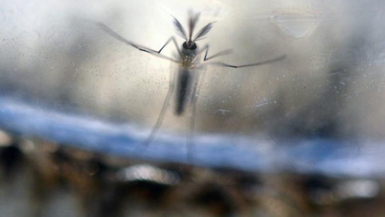 Des larves de moustiques Aedes Aegypti, photographiées dans un laboratoire du ministère de la Santé à El Salvador (San Salvador), le 7 février 2016 [MARVIN RECINOS / AFP/Archives]