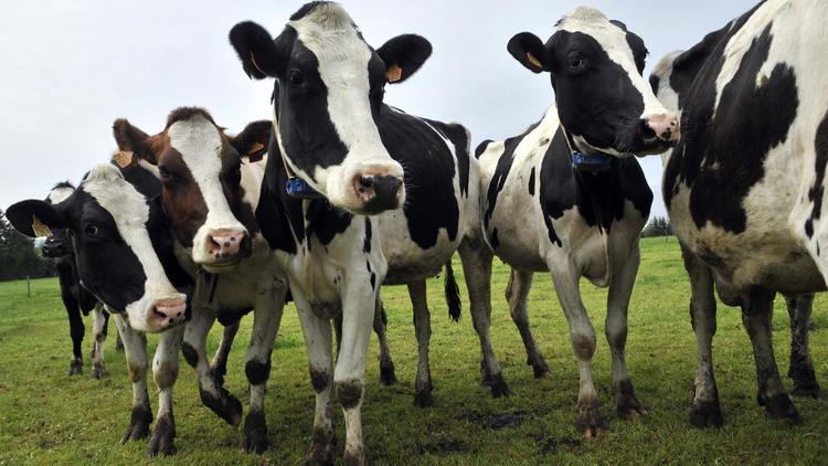 Des vaches Holstein dans une ferme de Laqueuille, en France [Thierry Zoccolan / AFP/Archives]