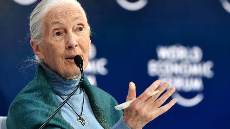 La primatologue britannique Jane Goodall au Forum économique de Davos, le 22 janvier 2020 [Fabrice COFFRINI / AFP/Archives]