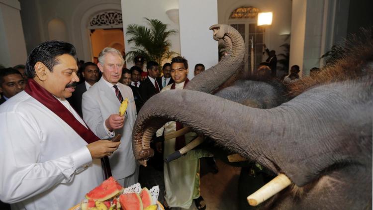 Photo distribuée par la présidence du Sri Lanka montrant le prince Charles en compagnie du président sri-lankais Mahinda Rajapaksa nourrissant deux éléphants, le 14 novembre 2013 à Colombo [- / President office/AFP]