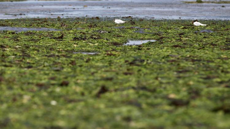 Les algues vertes recouvrent la plage de Grandcamp-Maisy, dans le Calvados, le 9 juillet 2014 [Charly Triballeau / AFP/Archives]