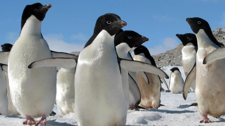 Photo non datée fournie le 15 octobre 2013 montrant des pingouins en Antarctique [Nisha Harris / Département antarctique australien/AFP Photo/Archives]