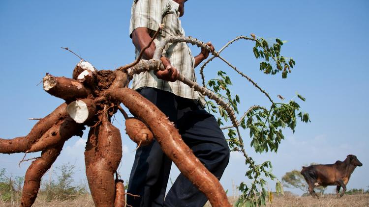 Un paysan colombien récolte du manioc à la ferme Santa Paula, près de Monteria, le 28 mars 2014  [Guillermo Legaria / AFP]