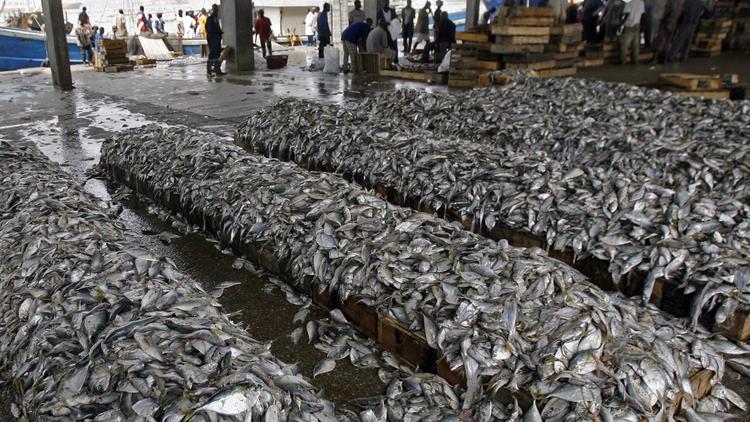 Des poissons, illégalement pêchés avec des filets qui raclent le fond de la mer, saisis le 27 décembre 2007 dans le port d'Abidjan [Kambou Sia / AFP/Archives]