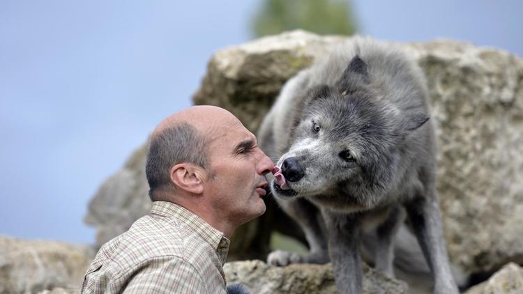 Pierre Cadéac dresse un loup pour le cinéma le 18 septembre 2013 à Villemer, près de Paris [Miguel Medina / AFP]