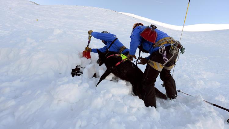 Chien d'avalanche lors d'un exercice d'entraînement le 27 décembre 2013 aux Deux Alpes [Jean-Pierre Clatot / AFP/Archives]