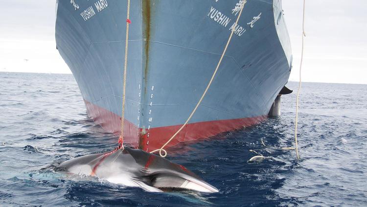 Photo d'archives non datée, transmise le 7 février 2008, montrant une baleine capturée par un navire japonais dans l'océan Antarctique [ / Douanes australiennes/AFP/Archives]