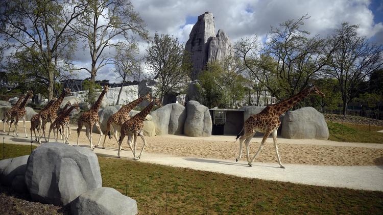 Des girafes le 8 avril 2014 a zoo de Vincennes  [Martin Bureau / AFP]