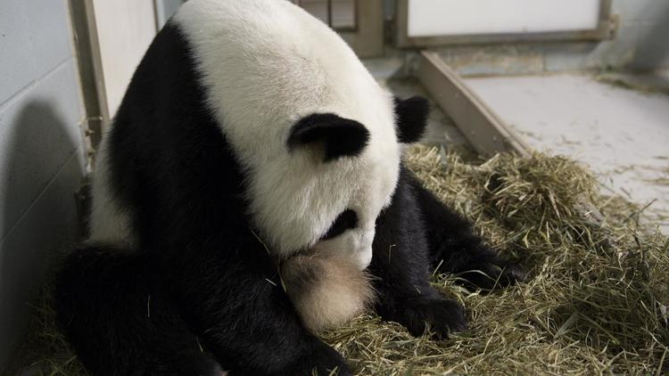 Photo du 15 juillet 2013 du Panda géant et de son bébé [Adam K Thompson / Atlanta Zoo/AFP]