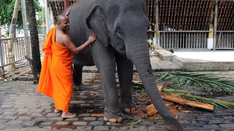 Un moine bouddhiste sri lankais avec un éléphant au temple de Gangarama à Colombo, le 16 décembre 2012 [Lakruwan Wanniarachchi / AFP]