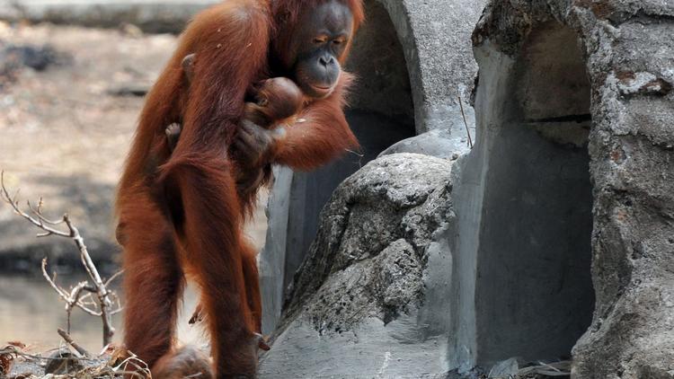 Tori, femelle orang-outan, et son bébé dans le zoo de Solo, sur l'île de Java en Indonésie, le 28 septembre 2012 [Anwar Mustafa / AFP]