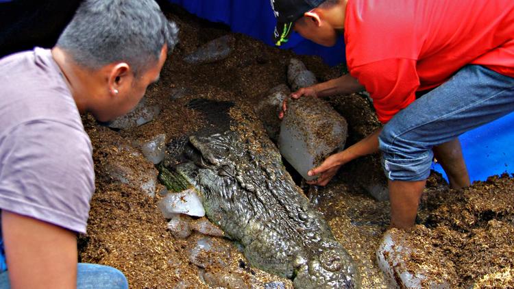 Des gardiens du parc où vivait Lolong disposent des blocs de glace sur le cadavre du crocodile géant pour le conserver, le 11 février 2013 aux Philippines