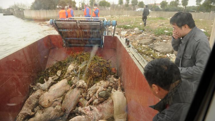 Quelques cadavres de porcs repêchés dans le fleuve traversant Shanghai, le 11 mars 2013 [Peter Parks / AFP]