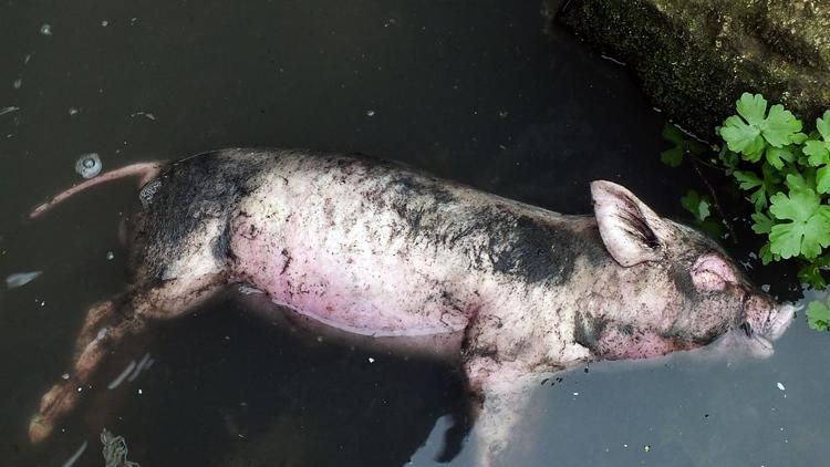 Un cadavre de porc flottant dans un affluent du fleuve Yangtze dans la province chinoise du Hebei (centre), le 12 mars 2013 [ / AFP/Archives]