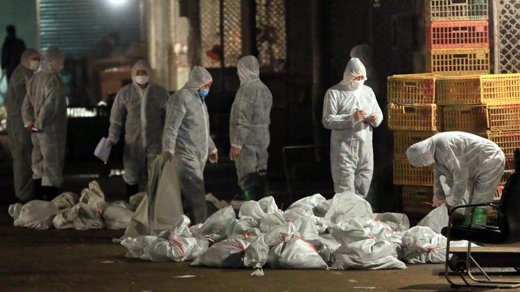 Des agents des services sanitaires collectent des sacs remplis de poulets morts sur un marché de Shanghaï, le 5 avril 2013 [ / AFP]