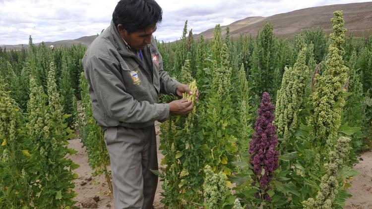 Un agriculteur montre son champ de quinoa à Cotimbora, 440 km au sud de la Paz, le 15 février 2011 [Aizar Raldes / AFP/Archives]