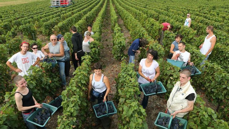 Le village viticole de Bethon (Marne) a inauguré lundi les vendanges du vignoble de Champagne, où les professionnels s'attendent à une récolte d'une qualité exceptionnelle mais limitée en volume après un "printemps calamiteux". [AFP]