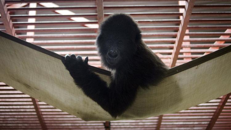 Un gorille orphelin est installé dans un hamac le 5 août 2012 dans un sanctuaire du parc des Virunga, en RDC [Michele Sibiloni / AFP]