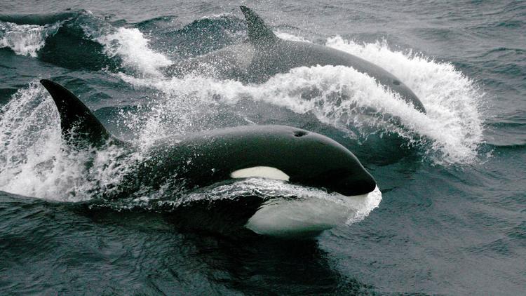 Des orques [Marcel Mochet / AFP/Archives]
