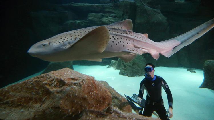 Le spécialiste de l'apnée Pierre Frolla au milieu des requins dans l'Aquarium de Paris, le 11 novembre 2012.