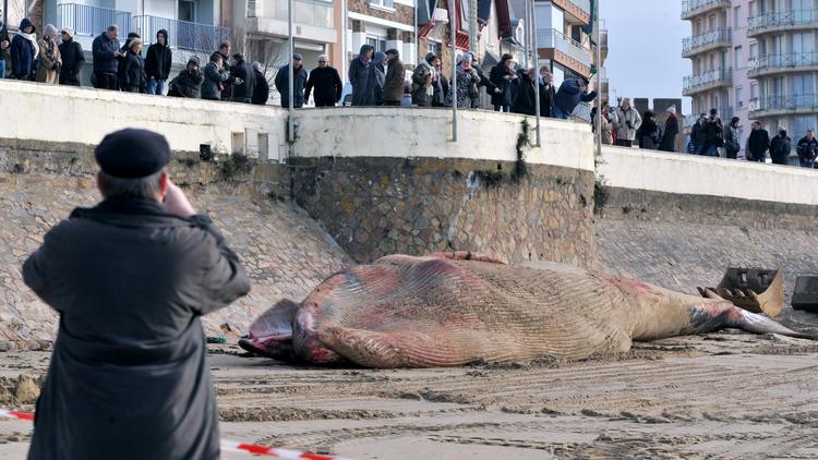 Baleine échouée sur la plage des Sables d'Olonne (Vendée), le 25 janvier 2013