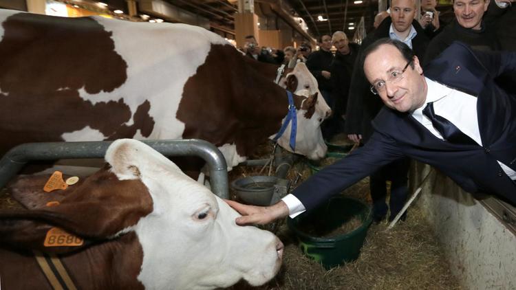 Le président François Hollande caresse une vache le 23 février 2013 au salon de l'agriculture à Paris [Kenzo Tribouillard / AFP]
