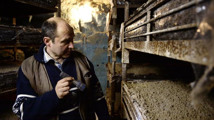 Angel Moioli, champignonniste, inspecte ses cultures à Montesson (Yvelines), le 27 février 2013 [Franck Fife / AFP]