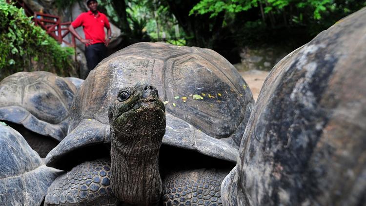 Une tortue géante de l'atoll d'Aldabra dans le jardin botanique de Mahé, aux Seychelles, le 5 mars 2012 [Alberto Pizzoli / AFP/Archives]