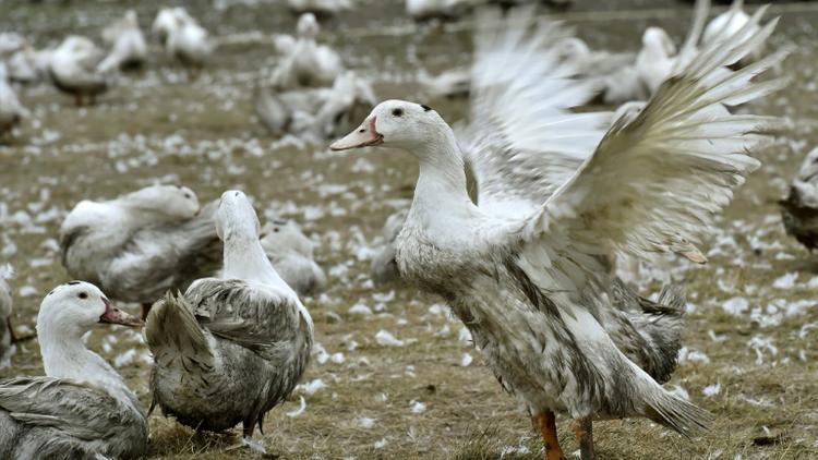 Des canards dans une ferme de Bourriot-Bergonce, dans les Landes, le 22 février 2017, département touché par l'épidémie de grippe aviaire [GEORGES GOBET / AFP/Archives]