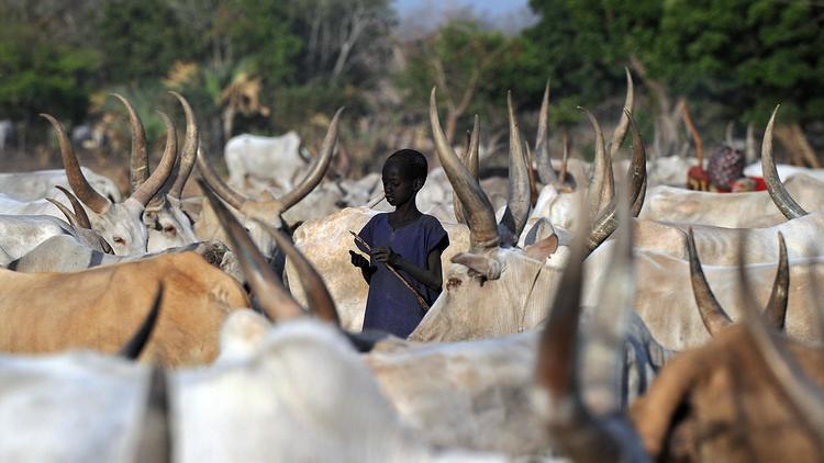 Un enfant parmi des têtes de bétail, le 20 février 2014 à Cuibet au Soudan du Sud  [Tony Karumba / AFP/Archives]