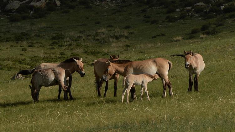 Des chevaux de Przewalski dans le parc national Hustai en Mongolie, le 5 juin 2013 [Mark Ralston / AFP/Archives]
