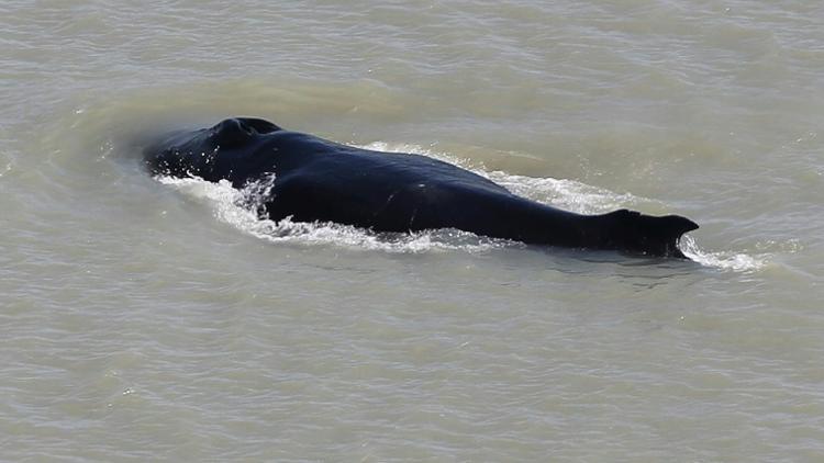 Une baleine à bosse dans East Alligator River dans le Parc national de Kakadu, sur une photo non datée fournie le 12 septembre 2020 par le Dr Carol Palmer du gouvernement du Territoire du Nord [Carol Palmer / NORTHERN TERRITORY GOVERNMENT/AFP]