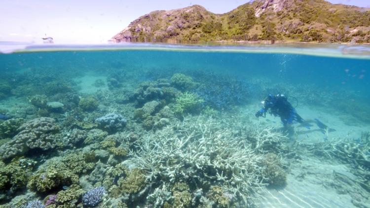 Photographie transmise par WWF le 1er mars 2016, montrant Lyle Vail, directeur de la station de recherche de Lizard Island en train d'examiner le blanchiment du corail au large du Queensland en Australie [WWF AUSTRALIA / WWF AUSTRALIA/AFP]