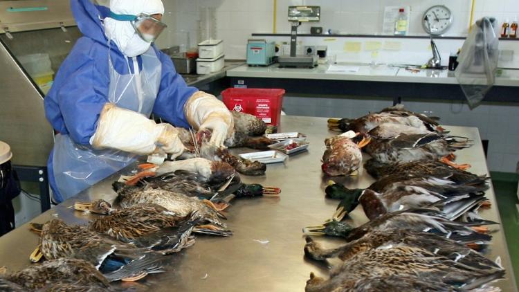 Une personne de la direction départementale des services vétérinaires (DDSV) des Alpes-Maritimes effectue des prélèvements sur des cadavres de canards, le 18 septembre 2006 à Sophia-Antipolis, dans le cadre de la surveillance de la grippe aviaire. [Valéry HACHE / AFP/Archives]