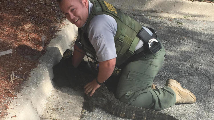 Pas peureux pour un sou, le policier a maîtrisé l'alligator à mains nues. 