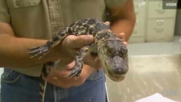 Le bébé alligator trouvé vendredi 1er novembre à l'aéroport O'Hare de Chicago (capture d'écran YouTube)