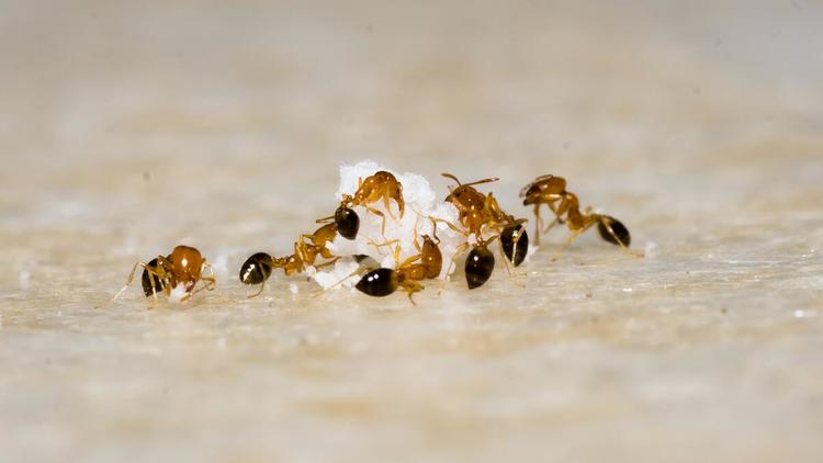 Les fourmis jaunes d'Australie sont aussi surnommées les «fourmis folles»