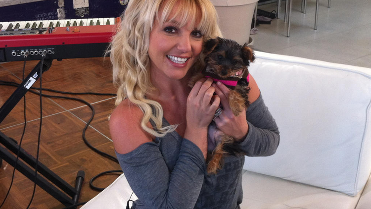 Britney Spears a une nouvelle chienne