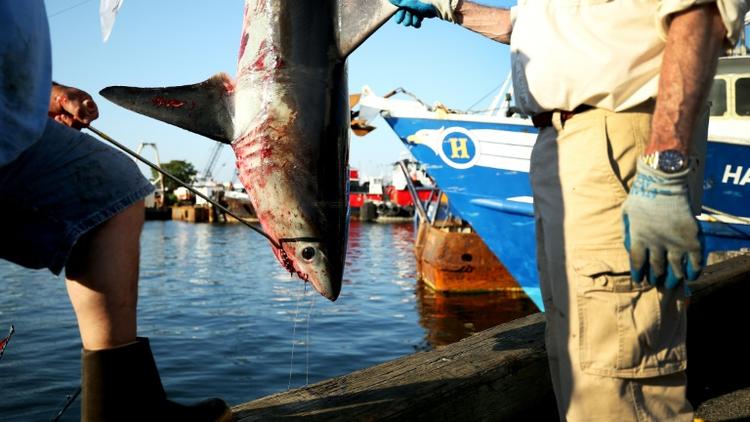 Un requin-taupe de 265 livres pesé lors du 31e Tournoi de requins-monstres de l'Atlantique Nord à State Pier 3 le 15 juillet 2017 à New Bedford, dans le Massachusetts [Maddie Meyer / GETTY IMAGES NORTH AMERICA/AFP/Archives]