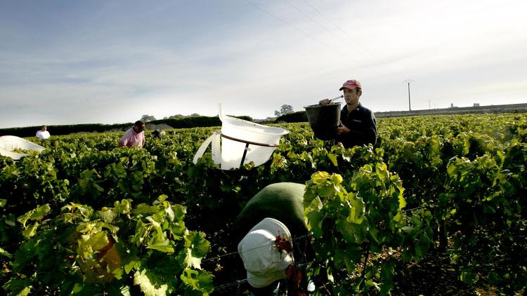 Des vendangeurs travaillent dans le vignoble de Meursault lors de vendanges en Bourgogne. [Fred Dufour / AFP/Archives]