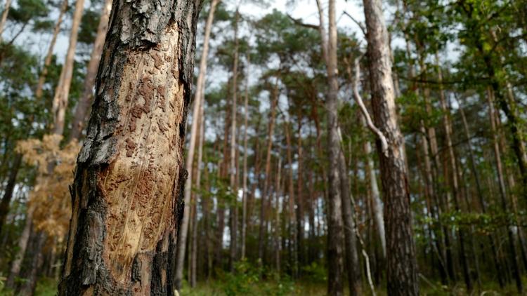 58% des espèces d'arbres endémiques, qui ne poussent qu'en Europe, sont menacées d'extinction [John MACDOUGALL / AFP/Archives]