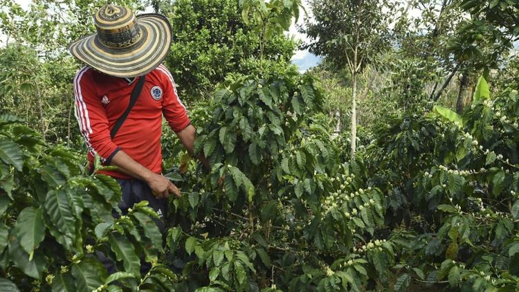 Un agriculteur surveille les fruits du caféier sur la plantation de  La Tola à El Tambo, dans le département de Narino le 21 octobre 2015 [Luis Acosta / AFP]