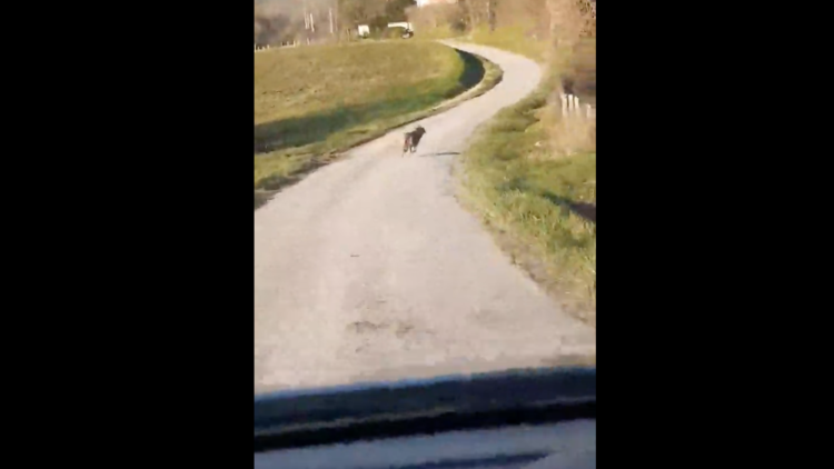 Le loup trottait tranquillement sur une petite route.