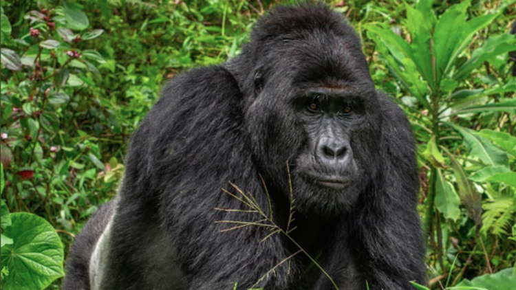 Le gorille Rafiki avait 25 ans au moment de sa mort. 