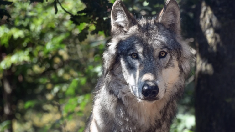 Publiée sur Facebook, la vidéo des loups a été partagée plus de 1.000 fois.