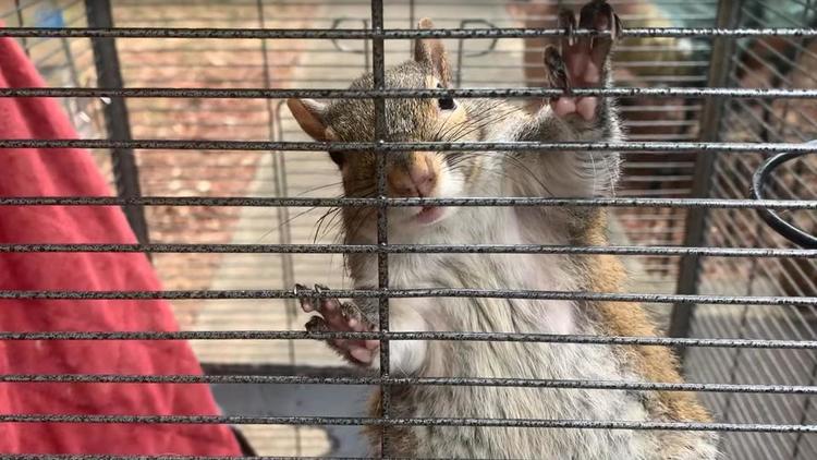 L'écureuil sous meth a depuis été relâché dans la nature par la police.
