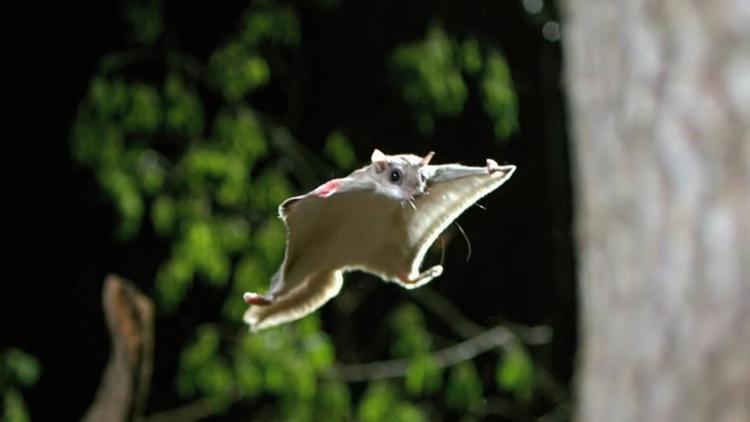 Les écureuils volants étaient vendus comme «animaux de compagnie exotiques pour des centaines de milliers de dollars».