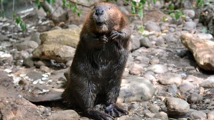 Un castor canadien, l'espèce introduite en Patagonie et désormais indésirable (illustration). 