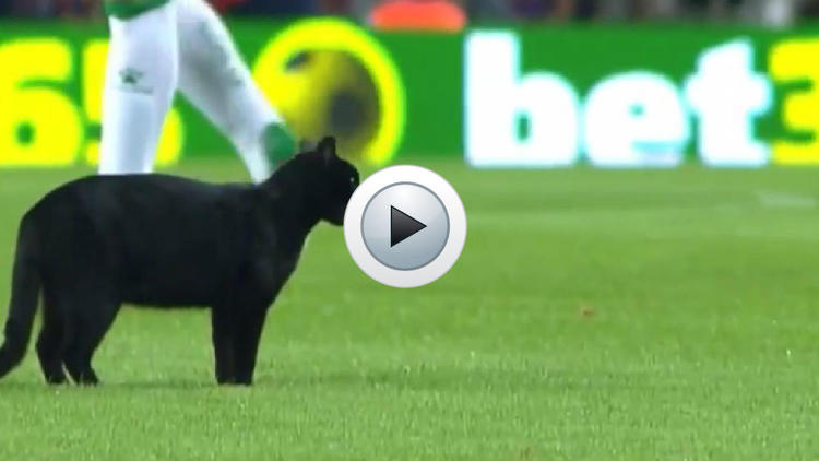 Le chat a volé la vedette aux stars du FC Barcelone.